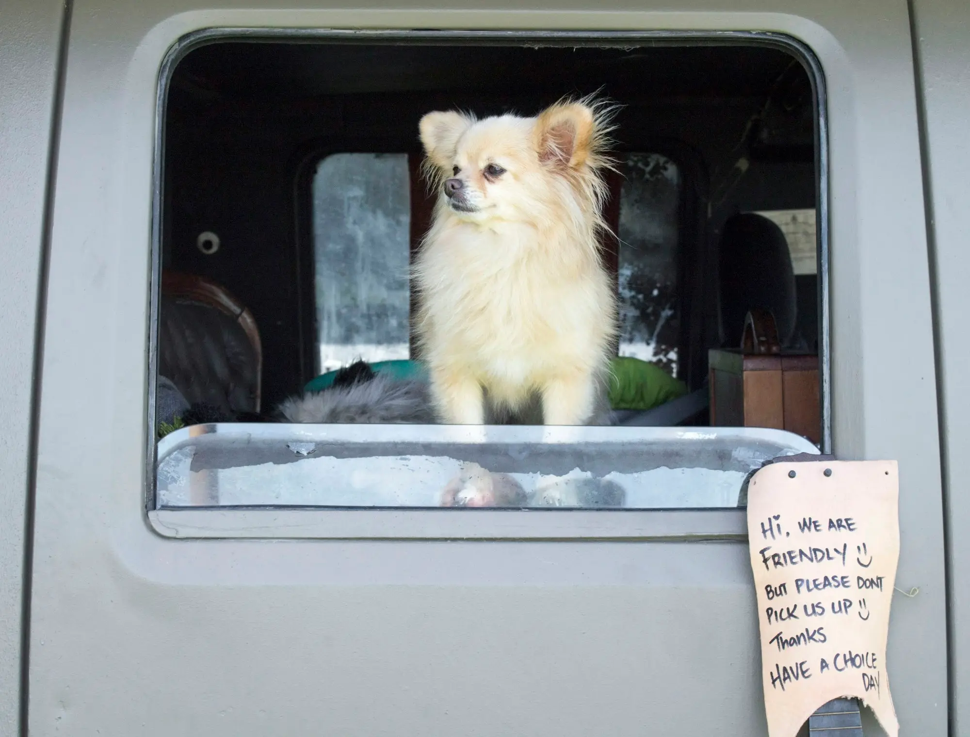 Fluffy dog looking out the window of a mobile grooming van